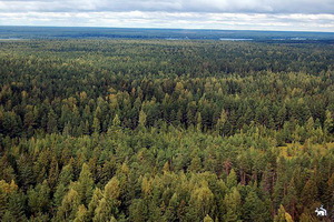 Книжно-иллюстративная выставка "Зеленое море земли"